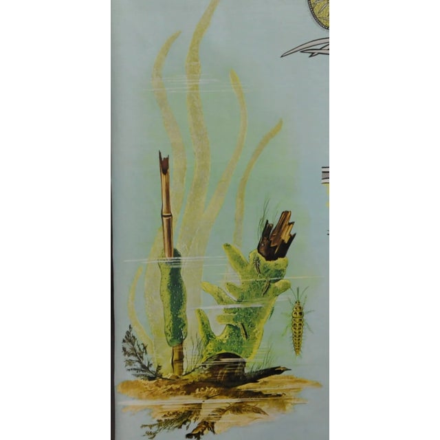 Vintage Spongillidae Pull-Down Wall Chart Poster by Jung Koch Quentell For Sale - Image 4 of 5