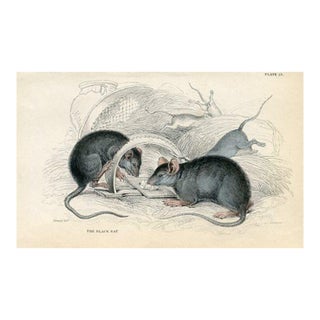 1840s, Black Rat Print, Original Antique Mammal Engraving, Hand Colored, England For Sale
