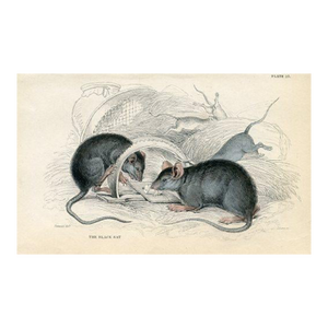 1840s, Black Rat Print, Original Antique Mammal Engraving, Hand Colored, England