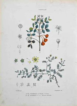 Vincenzo Tenore, The Zygophilae, Lithograph, 1870s
