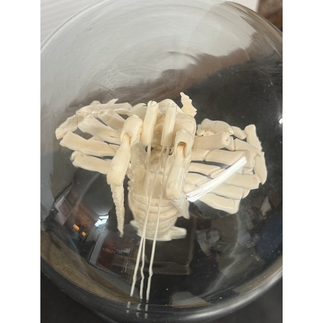 Late 20th Century Taxidermy Mantis Shrimp in Case For Sale - Image 5 of 12