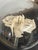 Late 20th Century Taxidermy Mantis Shrimp in Case For Sale - Image 5 of 12
