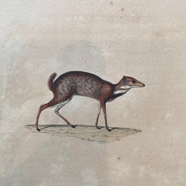 French French Antique 18th Century "Antilope" Engraving Hand Colored Artwork For Sale - Image 3 of 8