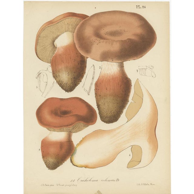 Barla, Mycology Illustrations of Various Fungi, 1890, Prints, Set of 8 For Sale - Image 3 of 10