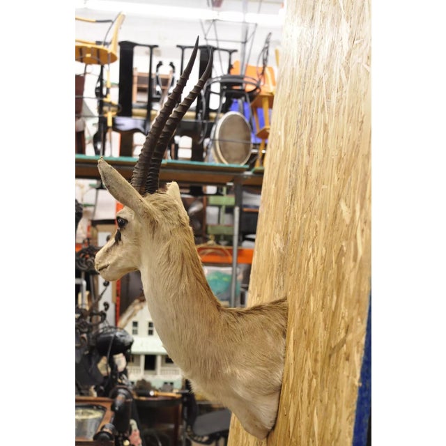 Vintage African Antelope Grant's Gazelle Horn Shoulder Mount Wall Taxidermy For Sale - Image 12 of 12