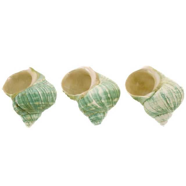 Late 20th Century Green Blue Turbo Shells – Set of 3 For Sale - Image 5 of 6