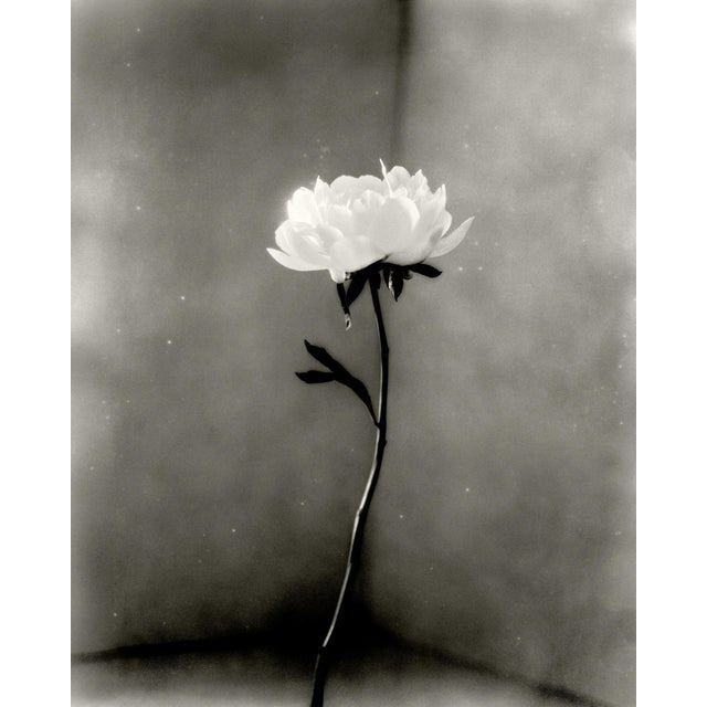 Contemporary Ugne Pouwell, Peony No.15, 2026, Analogue Floral Photography, Limited Edition of 20 For Sale - Image 3 of 3