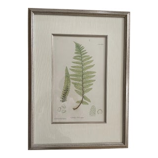 Vintage Henry Bradbury Fern Print, Framed For Sale