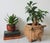 Vintage wicker piggy planter basket. No makers mark. Some light age wear.