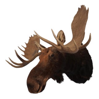 Moose Head Bust Mount For Sale