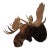 Moose Head Bust Mount For Sale