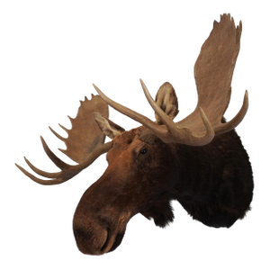 Moose Head Bust Mount