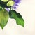 Paper Dogwood Flower - Dramatic Abstract Purple Botanical Floral Still Life Painting Original Artwork by Xiao Wen Xu For Sale - Image 7 of 8