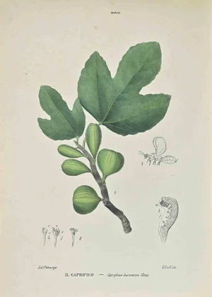 Vincenzo Tenore, Caprificus, Lithograph, 1870s