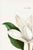 An elegant example of early 19th-century botanical illustration, this vintage art print reproduction features Southern...