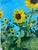 Contemporary Sunflowers, Contemporary Floral Painting by Matt Higgins For Sale - Image 3 of 5