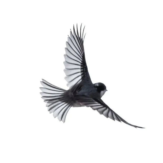 Jose A. Bernat Bacete, Close-Up of Tannenmeise (Periparus Ater) Coal Tit, in Flight on a White Background, Photographic...