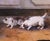 White Pair of 19th Century French Pendant Cat Oil on Canvas Paintings Signed A. Pernot For Sale - Image 8 of 18