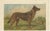 Late 19th Century Th. Breidwiser, German Shepherd, 1879, Paper For Sale - Image 5 of 5