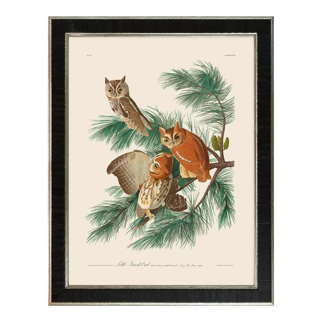 Little Screech Owl Duchess Edition, After Audubon Reproduction Print, Framed For Sale