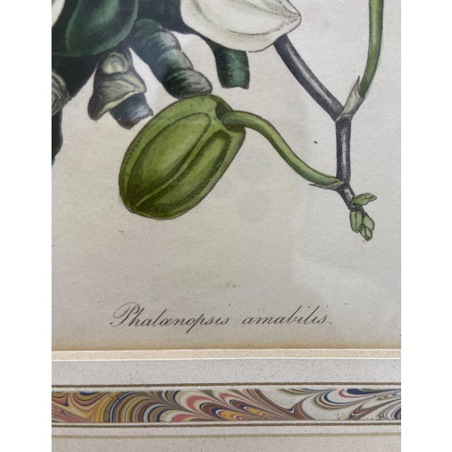 19th Century Etching of Moth Orchids For Sale In Raleigh - Image 6 of 11