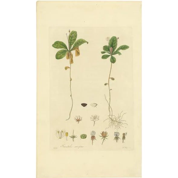 Curtis, Botany Illustration of Trientalis Europea, 1817, Print For Sale