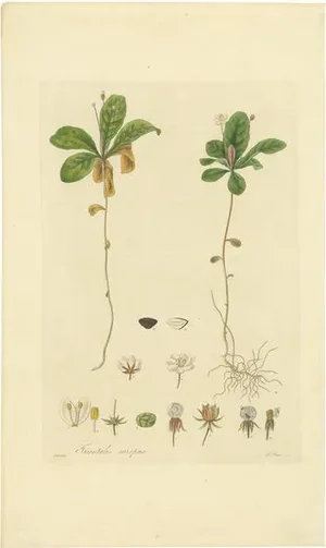 Curtis, Botany Illustration of Trientalis Europea, 1817, Print