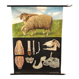 Mid 20th Century Jung-Koch-Quentell Educational Zoological Sheep Anatomy Chart For Sale