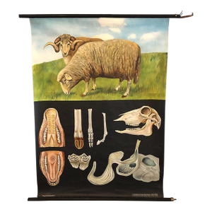 Mid 20th Century Jung-Koch-Quentell Educational Zoological Sheep Anatomy Chart