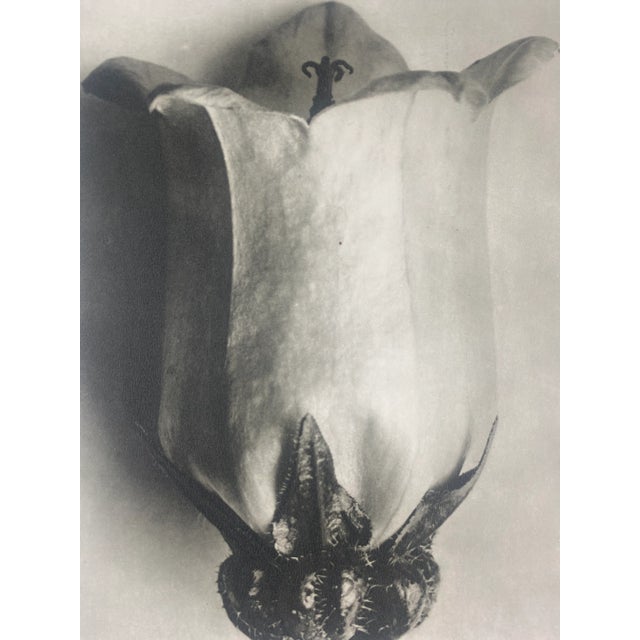 Exquisite Botanical photogravure from famed Urformen Der Kunst portfolio by Blossfeldt . Karl Blossfeldt (1865 - 1932) was...