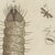 Beige Bertuch, Magnified Insect Larvae and Small Moths, 1805, Print For Sale - Image 8 of 12