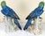 1940's Germany Hand Painted Large Porcelain Parrots- A Mirrored Pair For Sale - Image 4 of 18