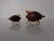 Vintage Pig-Shaped Teak Salt and Pepper Shakers, Denmark, 1960s, Set of 2 For Sale - Image 6 of 10