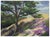 Beautiful California landscape of a tall cypress tree on a hilltop with soft green and lavender tones by Monterey artist...