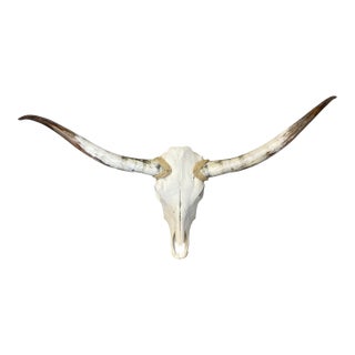 Texas Long Horns and Skull For Sale