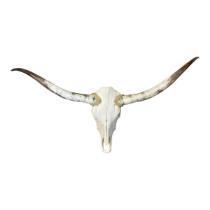 Texas Long Horns and Skull