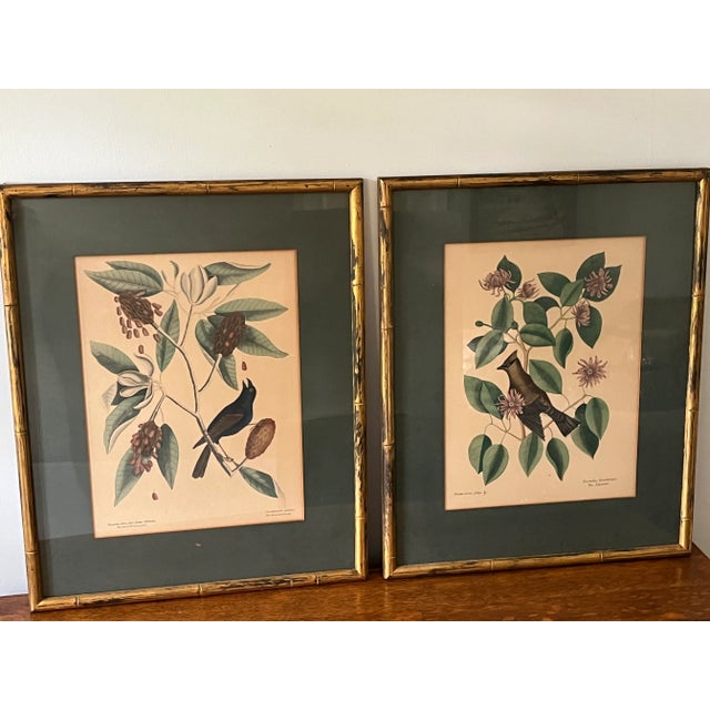 Antique set of Hand colored Engravings by Mark Catesby, featuring the Blue Grosbeck and Chatterer Birds. A CENTURY before...