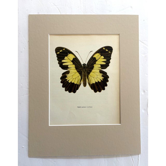 Realism Vintage 1965 Butterfly Print in 11x14 Mat: Papilio Euchenor/Euchenor Butterfly For Sale - Image 3 of 3