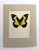 Realism Vintage 1965 Butterfly Print in 11x14 Mat: Papilio Euchenor/Euchenor Butterfly For Sale - Image 3 of 3