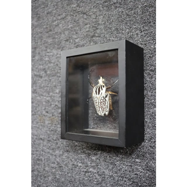 Late 20th Century Framed Eastern Goliath Beetle Specimen in Glass Shadow Box For Sale - Image 5 of 7