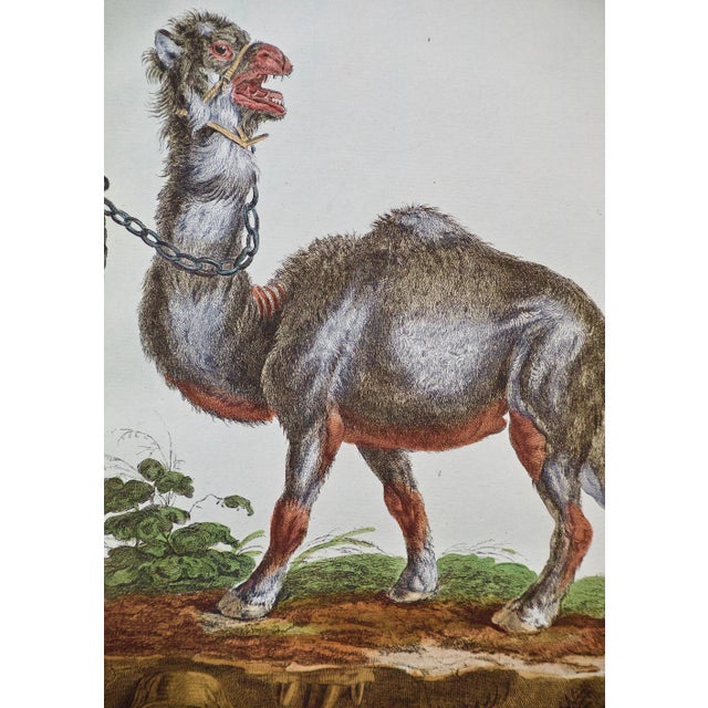 18th Century Hand Colored Engraving of a Camel From Pennant's " British Zoology", 1766 For Sale - Image 4 of 7