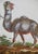 18th Century Hand Colored Engraving of a Camel From Pennant's " British Zoology", 1766 For Sale - Image 4 of 7