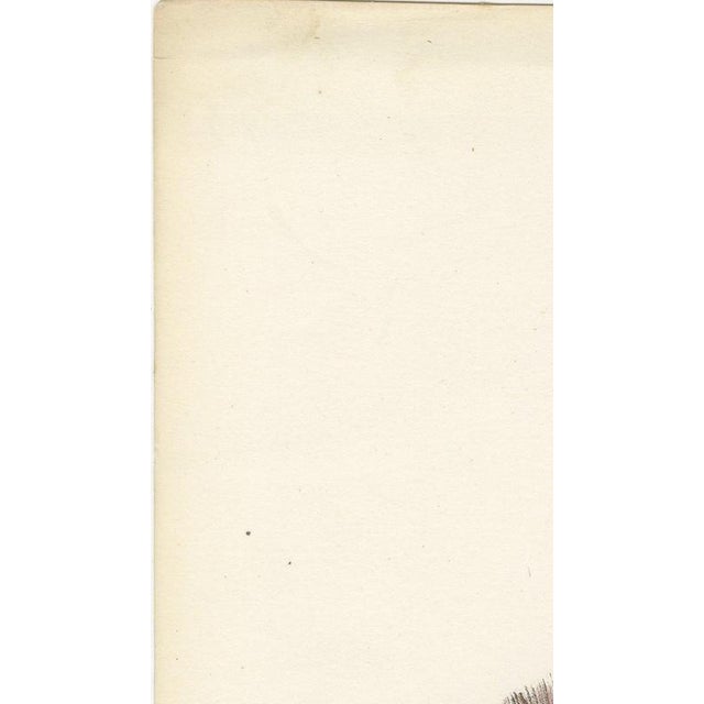 Hirschfeld and Leveille, Sympathetic Chain and Vagus in the Thorax, 1866, Paper For Sale - Image 6 of 12