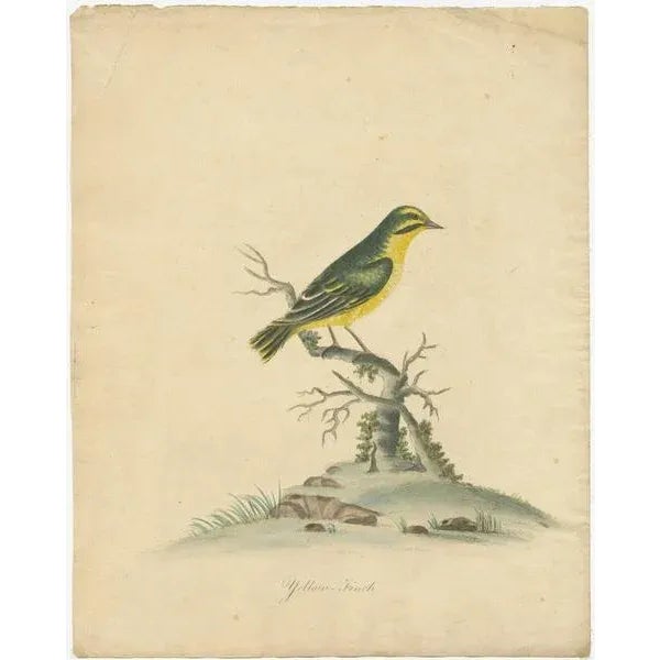 Title: "Sunlit Melody: The Yellow Finch" : Featured in this late 18th-century hand-colored copperplate engraving is the...