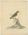 Title: "Sunlit Melody: The Yellow Finch" : Featured in this late 18th-century hand-colored copperplate engraving is the...