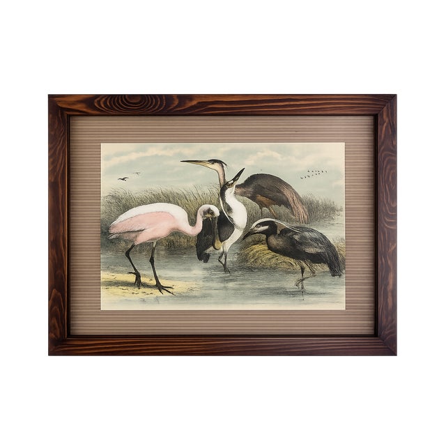 This authentic antique bird print originates from The Birds of North America, the celebrated 19th-century ornithological...