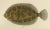 Norwegian Topknot and Spotted Flounder and Scaldfish, 1895, Lithograph For Sale - Image 4 of 10
