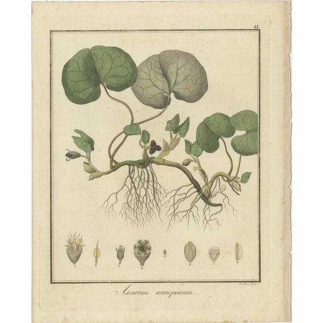Plants in the three original engravings on offer: 1. Asarum europaeum (Common Name: European Wild Ginger) - This engraving...