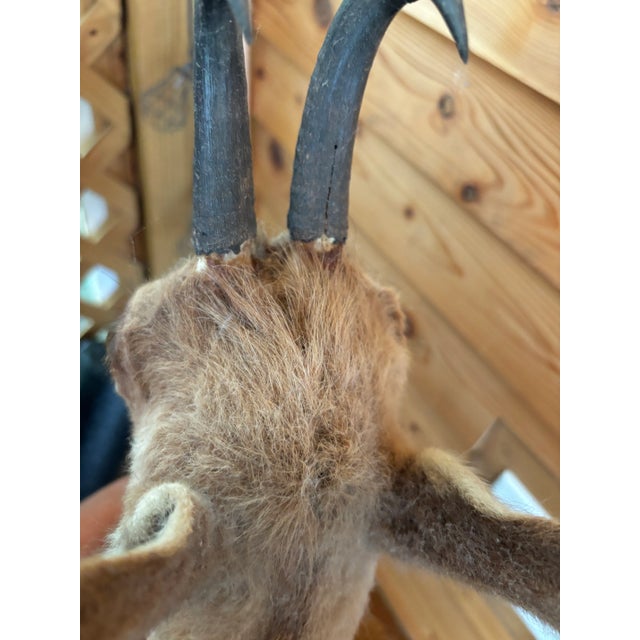 1980s Springbok Chamois Antelope Wall Mount Taxidermy For Sale - Image 9 of 9