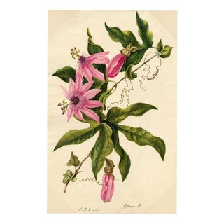 E.B.R. Passion Flower (Passiflora), 1800s, Paper For Sale